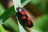 Cercopis vulnerata