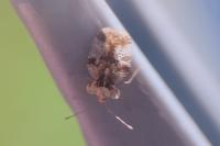 Stephanitis pyri
