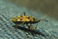 Beosus maritimus