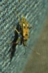 Beosus maritimus