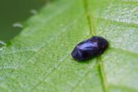 Penthimia nigra