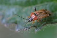 Harpocera thoracica