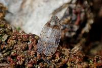 Tachycixius pilosus