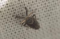 Asiraca clavicornis