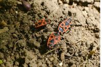 Pyrrhocoris apterus