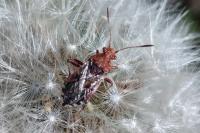 Rhopalus subrufus