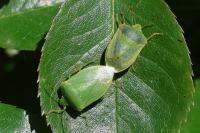 Nezara viridula