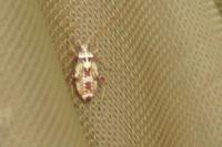 Rhabdomiris striatellus