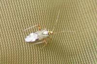 Rhabdomiris striatellus
