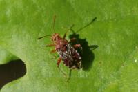 Rhopalus subrufus