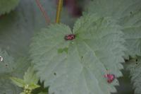 Cercopis vulnerata