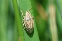 Aelia acuminata