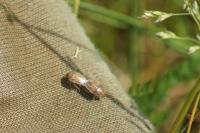 Neottiglossa leporina