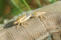 Aelia acuminata
