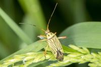 Mermitelocerus schmidtii