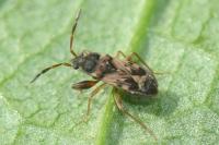Scolopostethus affinis