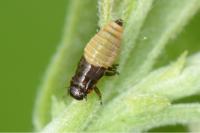 Aphrophora