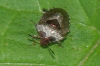 Stagonomus venustissimus