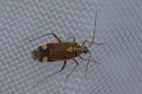 Rhabdomiris striatellus
