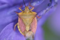 Carpocoris fuscispinus