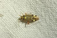 Rhabdomiris striatellus