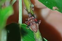 Deraeocoris olivaceus