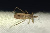 Oncocephalus pilicornis