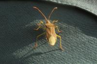 Gonocerus acuteangulatus