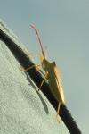 Gonocerus acuteangulatus