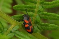 Cercopis vulnerata