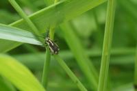 Capsodes sulcatus