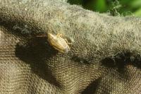 Aelia acuminata