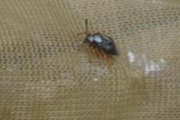 Capsus ater
