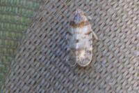 Tachycixius pilosus