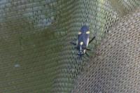 Capsodes sulcatus
