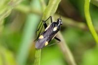 Capsodes sulcatus