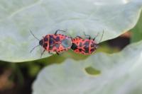 Eurydema ventralis