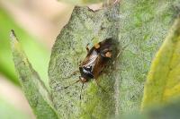 Deraeocoris flavilinea
