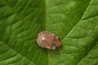 Dyroderes umbraculatus