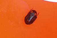 Penthimia nigra