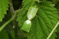 Nezara viridula