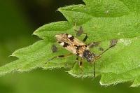 Beosus maritimus