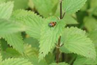 Cercopis vulnerata