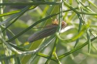 Cicadella viridis