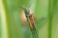 Leptopterna dolabrata