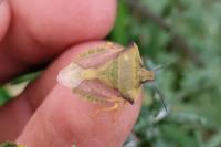 Carpocoris fuscispinus