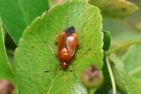 Deraeocoris ruber
