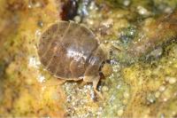 Aphelocheirus aestivalis