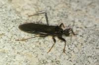 Reduvius personatus