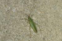 Trigonotylus